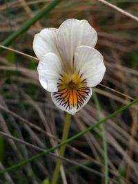 Viola pygmaea
