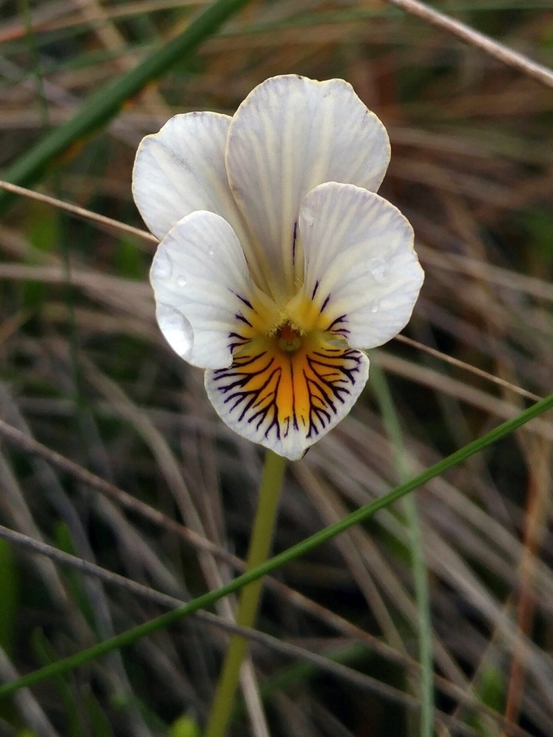Viola pygmaea