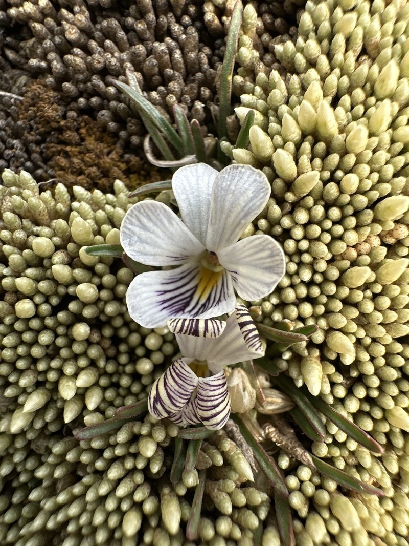 Viola pygmaea photo 2