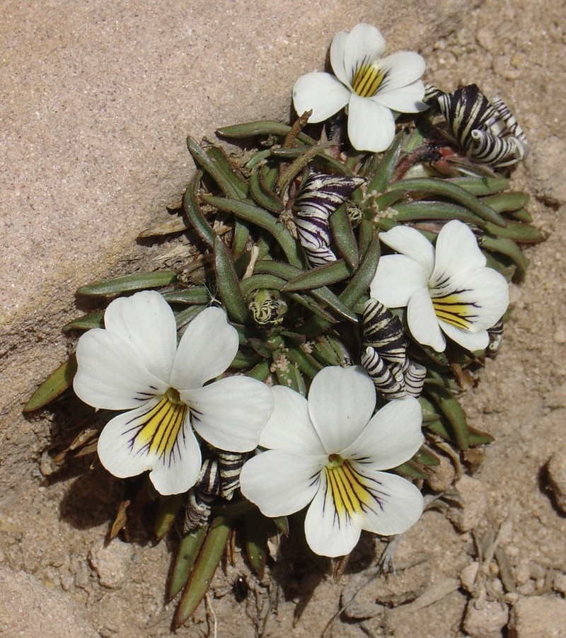 Viola pygmaea photo 3