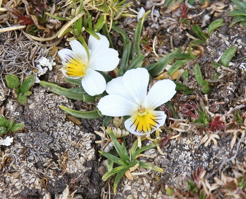 Viola pygmaea photo 4