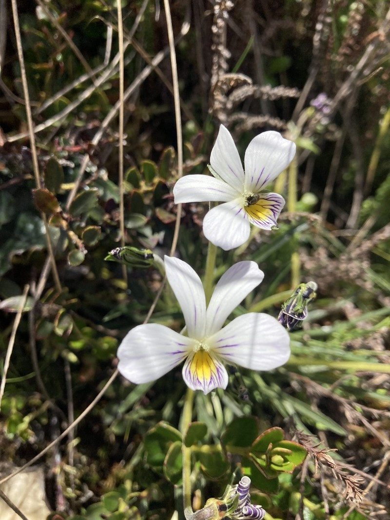 Viola pygmaea photo 5