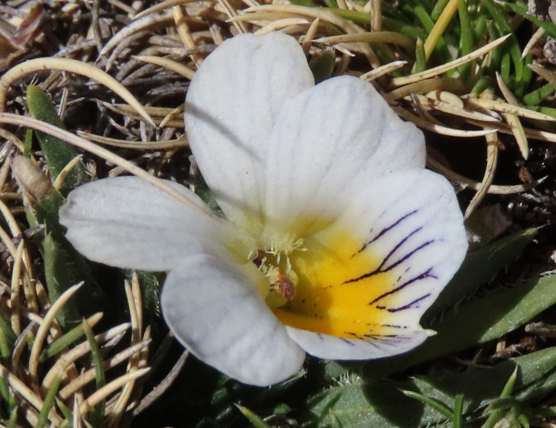 Viola pygmaea photo 6