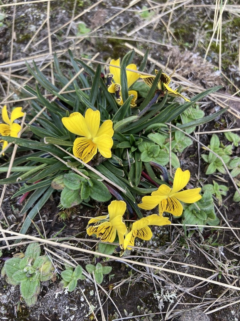 Viola pygmaea photo 7