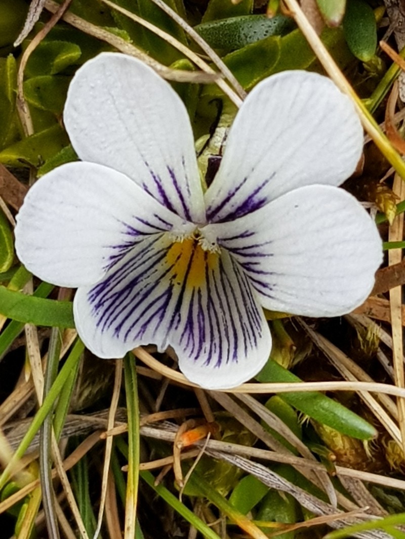 Viola pygmaea photo 8