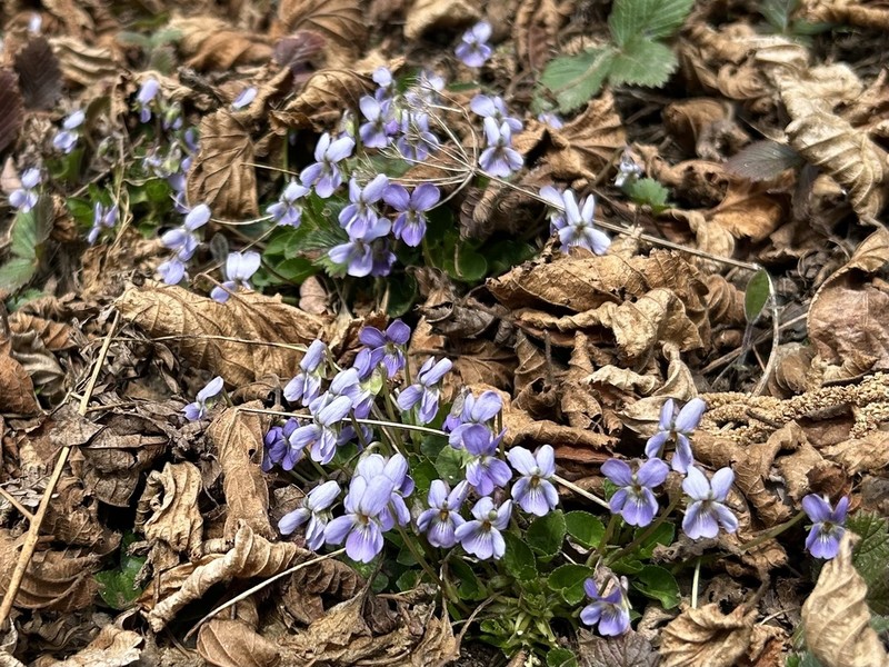Viola pyrenaica