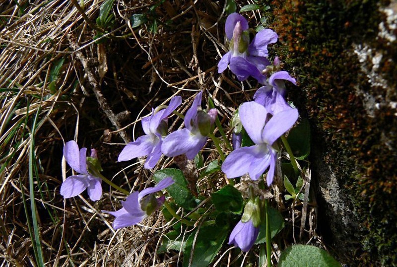 Viola pyrenaica photo 2