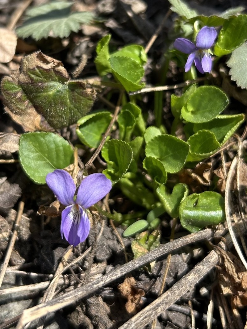 Viola pyrenaica photo 3