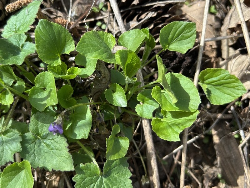 Viola pyrenaica photo 4