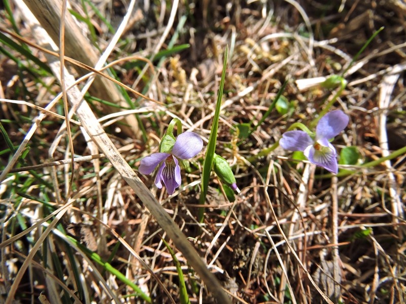 Viola pyrenaica photo 5