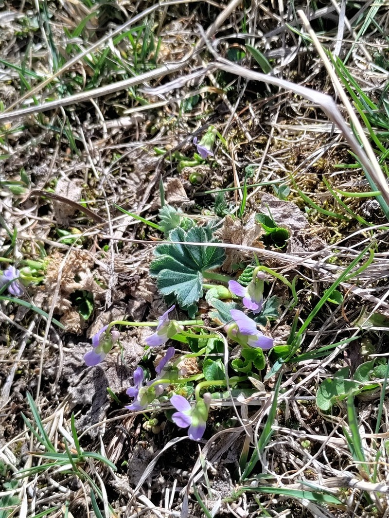 Viola pyrenaica photo 6