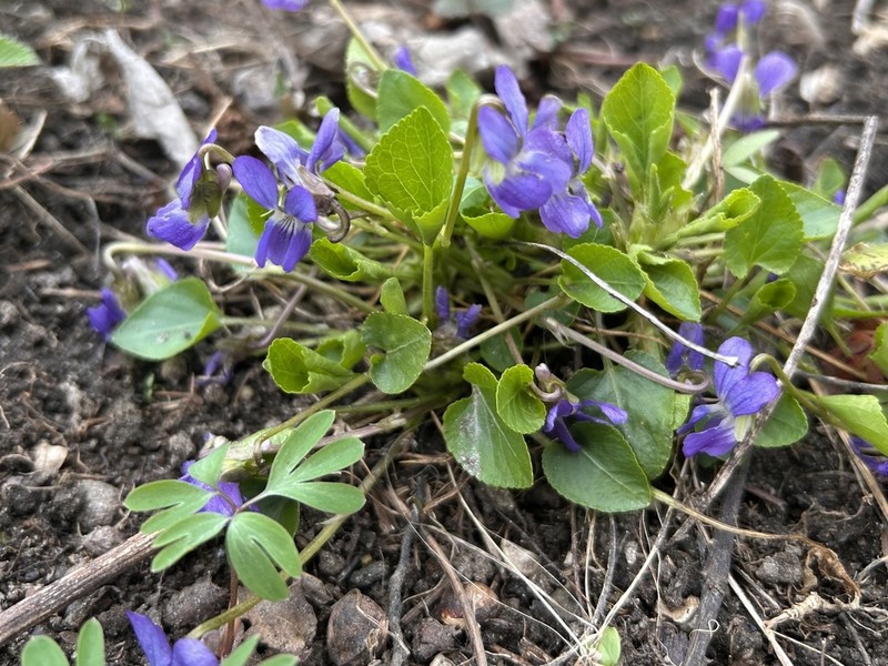 Viola pyrenaica photo 7