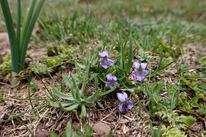 Viola pyrenaica photo 8