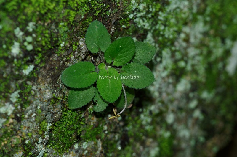 Viola qingruii