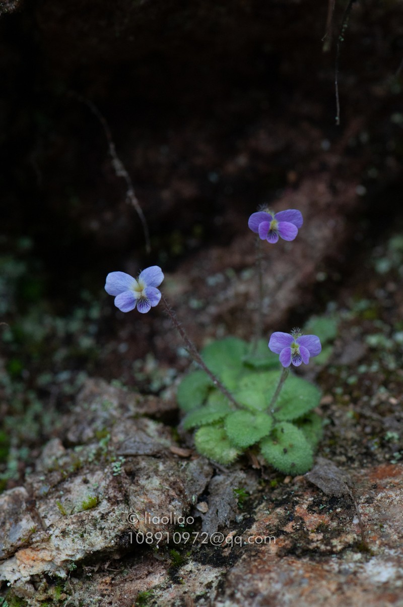 Viola qingruii photo 2