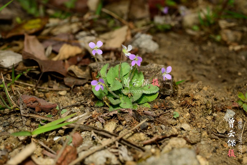Viola qingruii photo 3