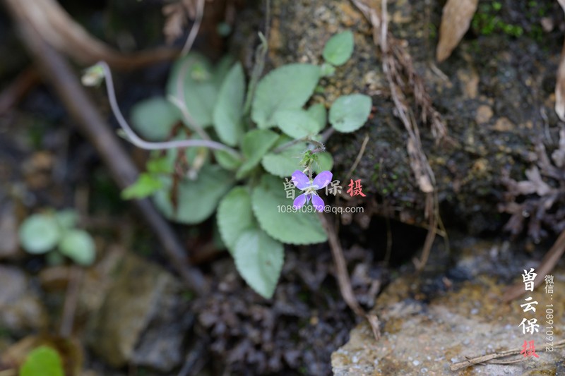 Viola qingruii photo 4