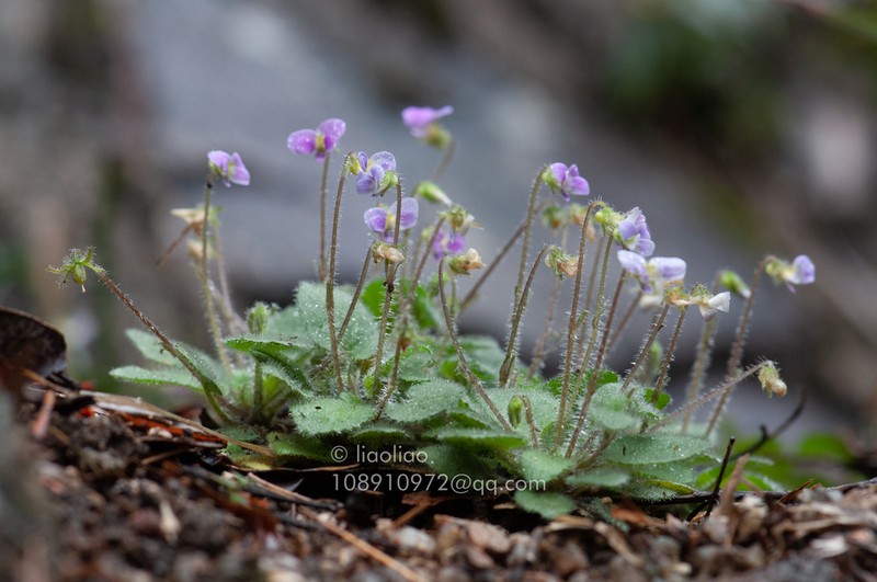 Viola qingruii photo 5