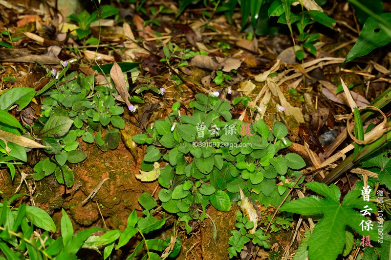 Viola qingruii photo 6