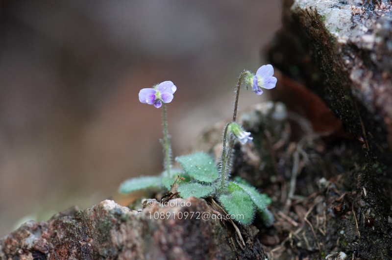 Viola qingruii photo 7
