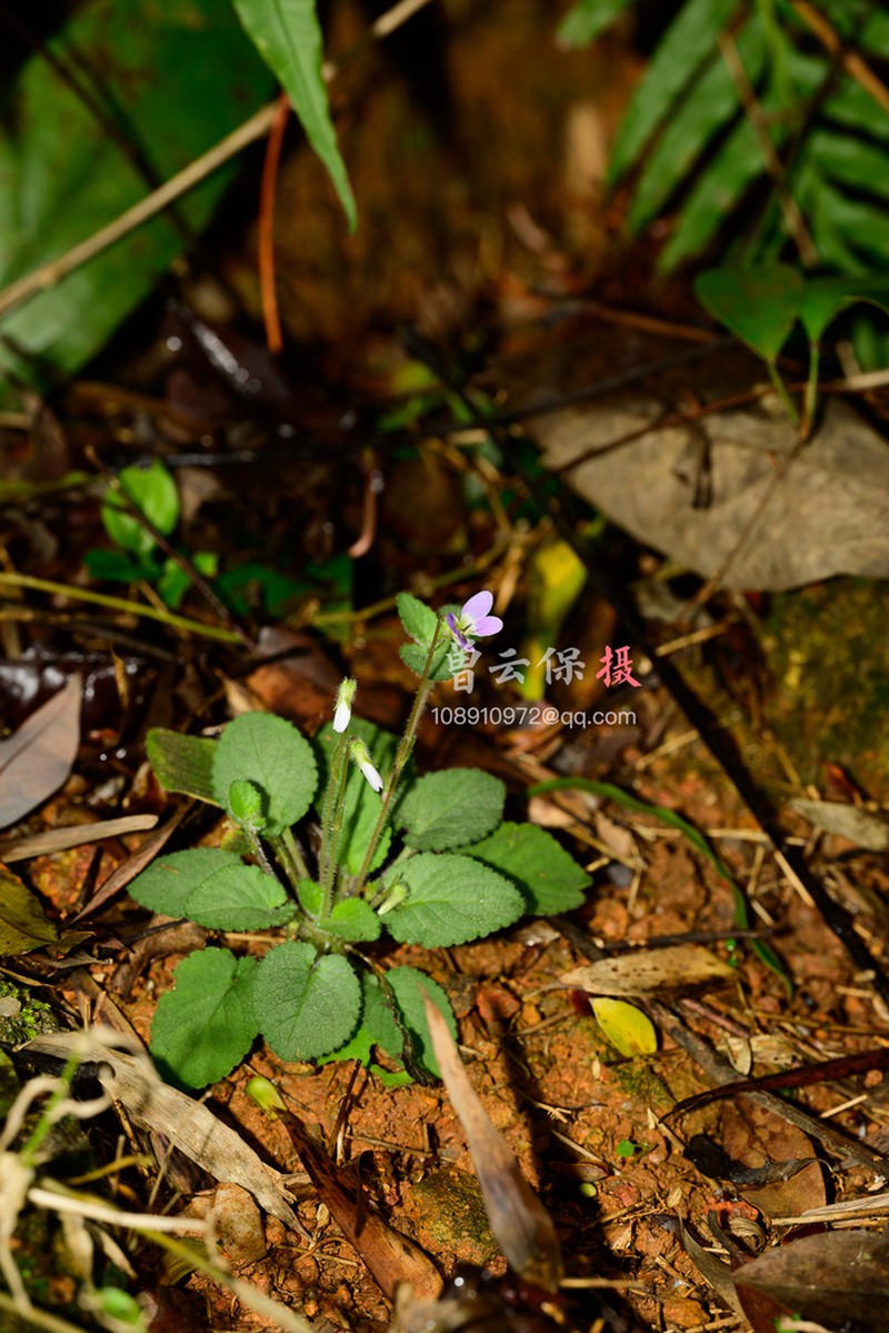 Viola qingruii photo 8
