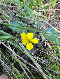 Viola quercetorum