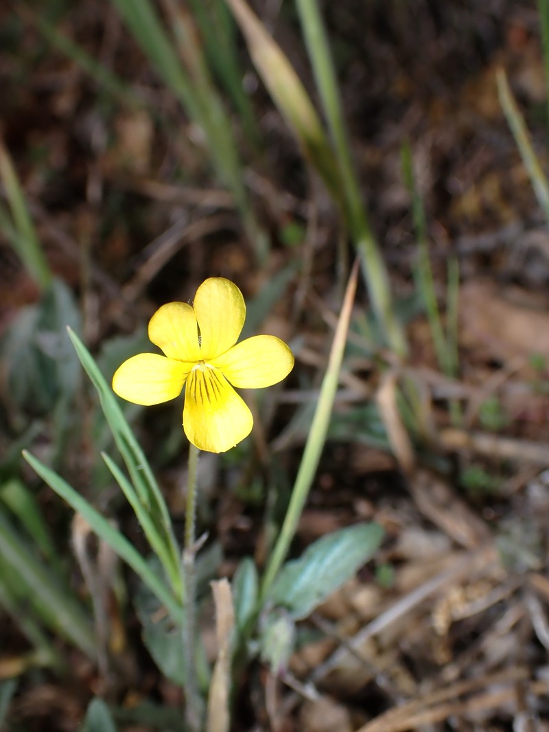 Viola quercetorum photo 2