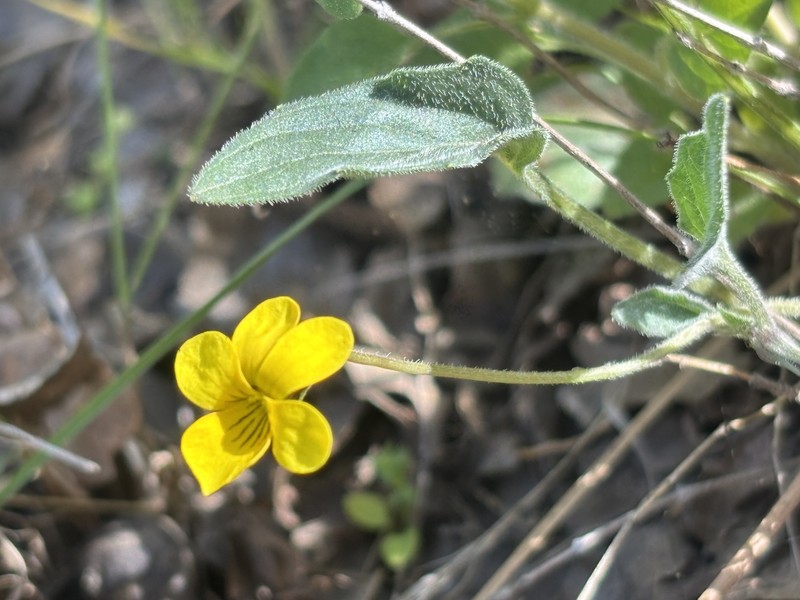 Viola quercetorum photo 3