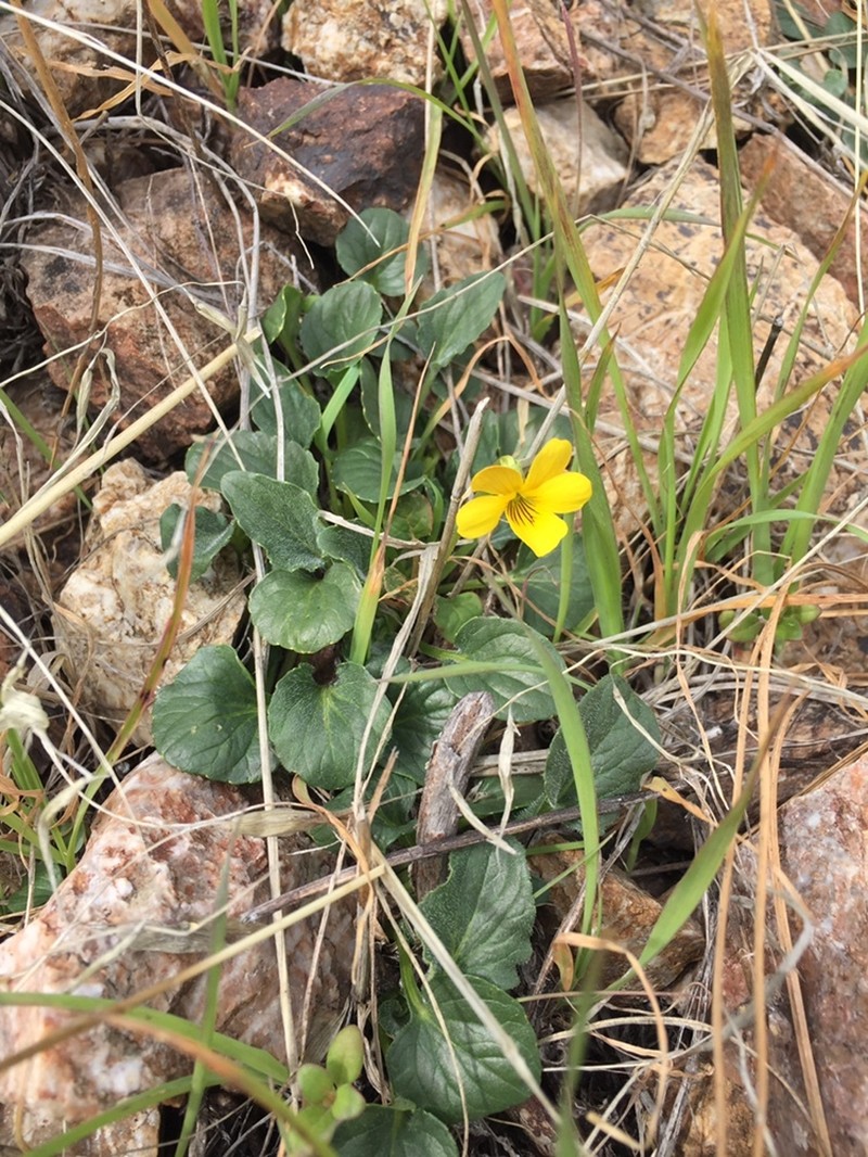 Viola quercetorum photo 4