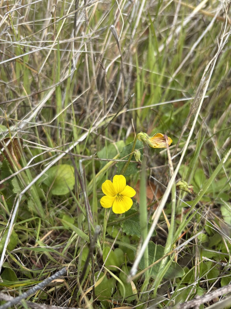 Viola quercetorum photo 5