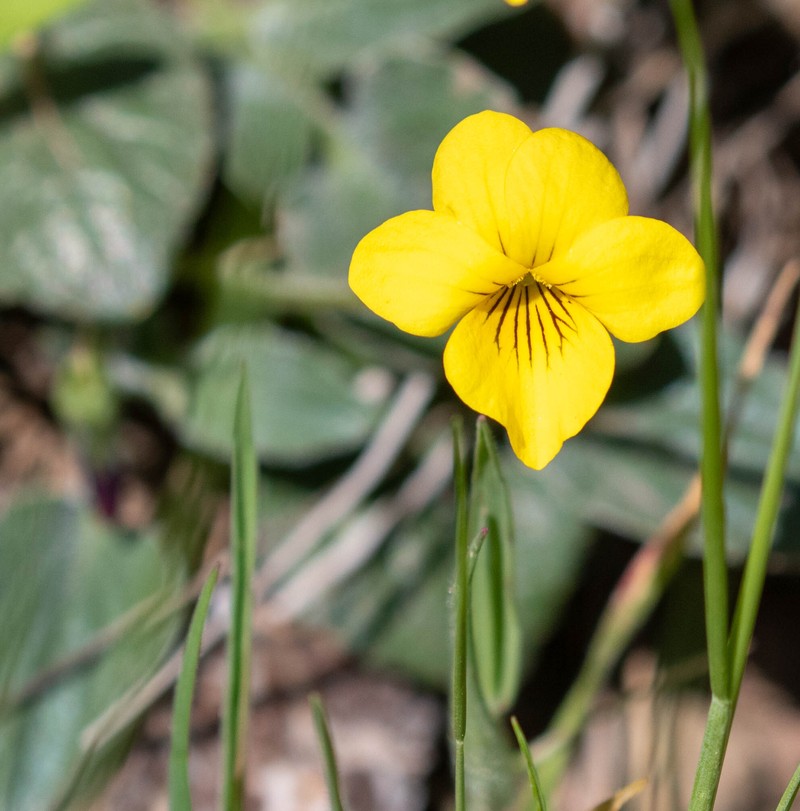 Viola quercetorum photo 6