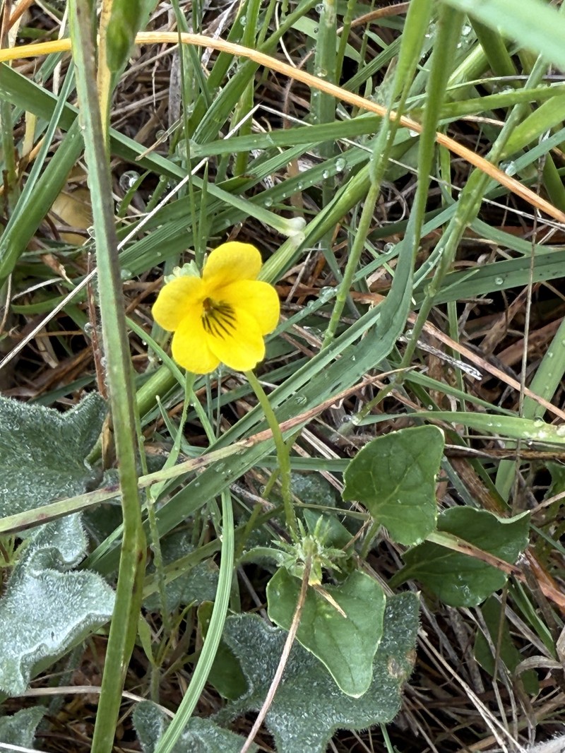 Viola quercetorum photo 7