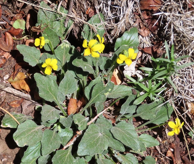 Viola quercetorum photo 8