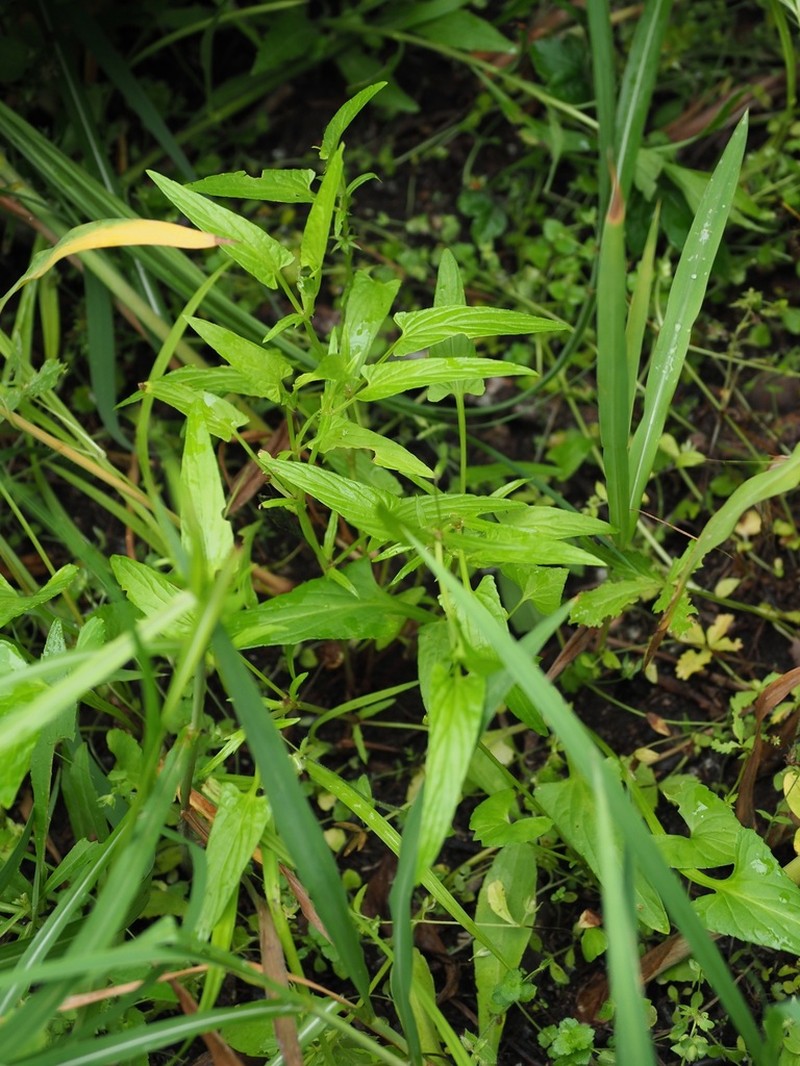 Viola raddeana