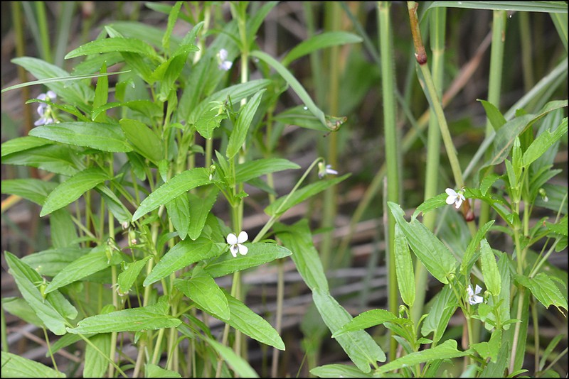 Viola raddeana photo 3