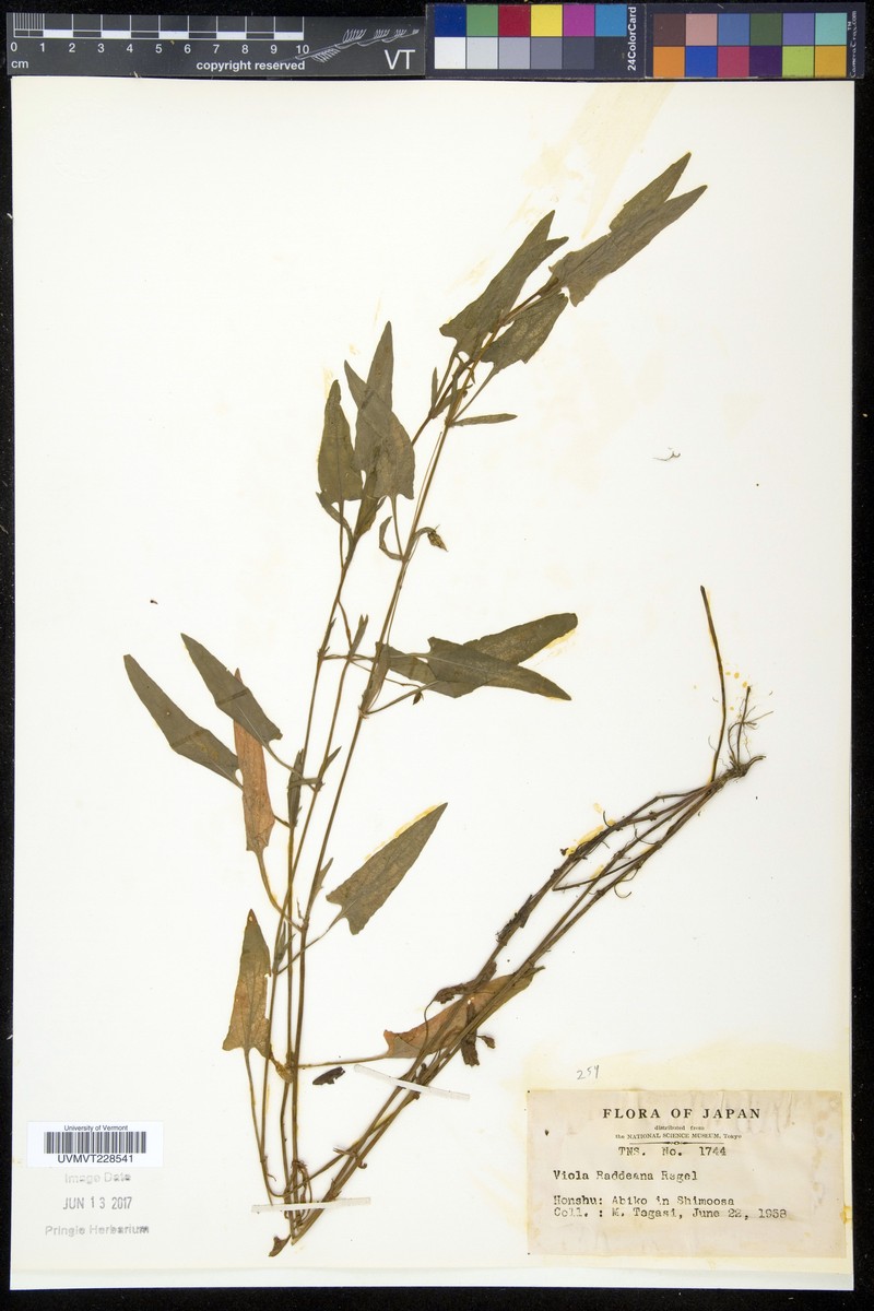 Viola raddeana photo 4