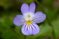 Viola rafinesquei