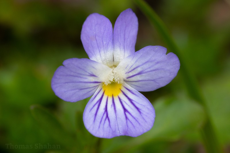Viola rafinesquei