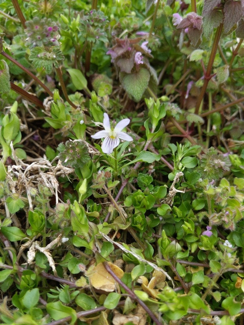 Viola rafinesquei photo 3