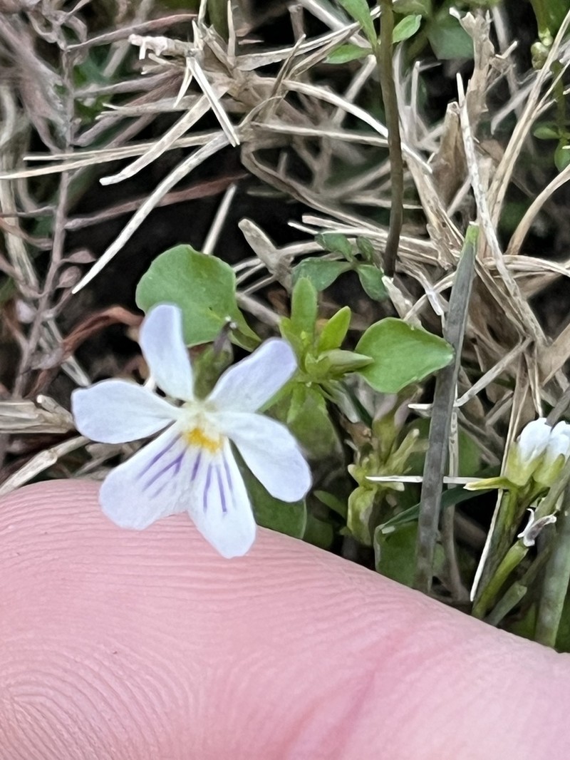 Viola rafinesquei photo 4