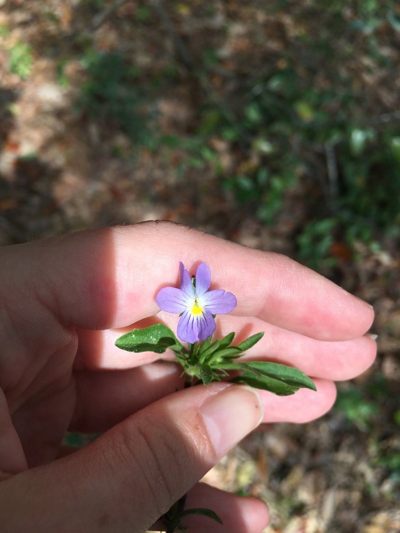 Viola rafinesquei photo 5