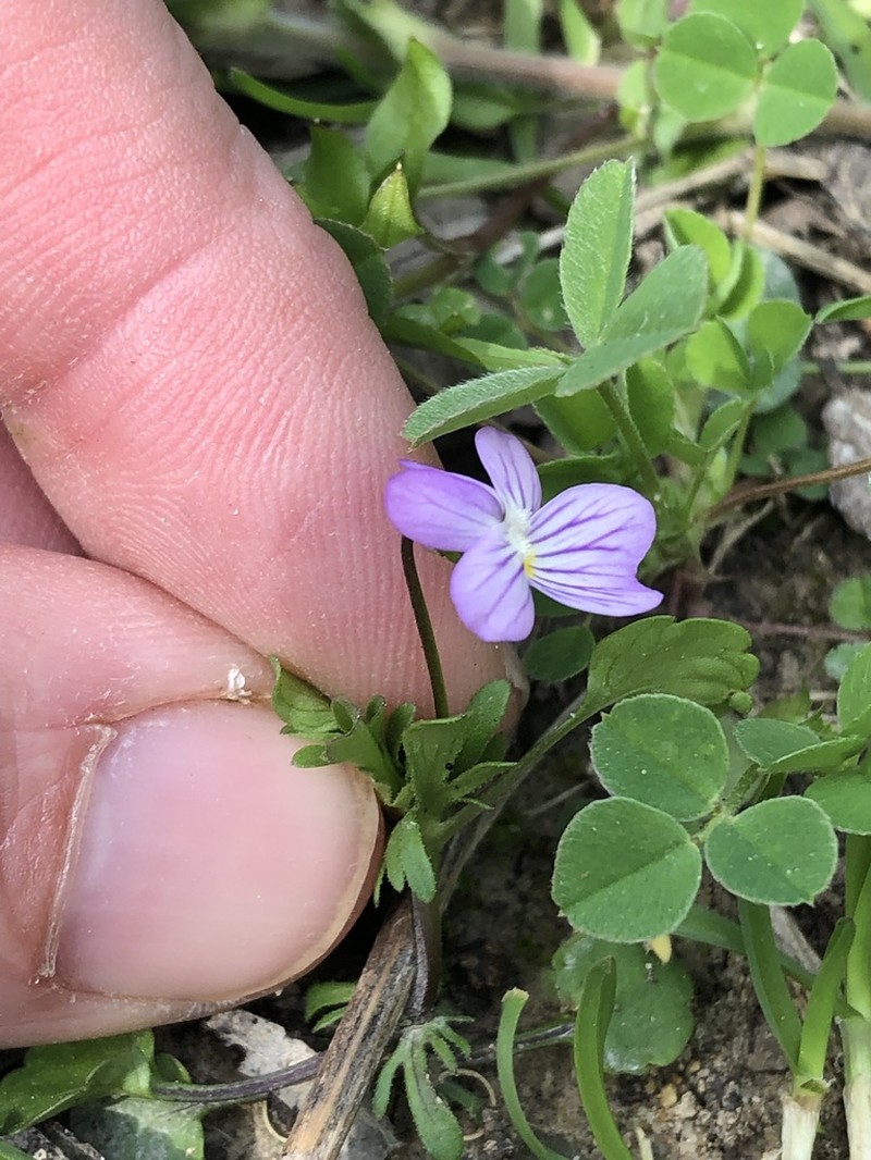 Viola rafinesquei photo 6