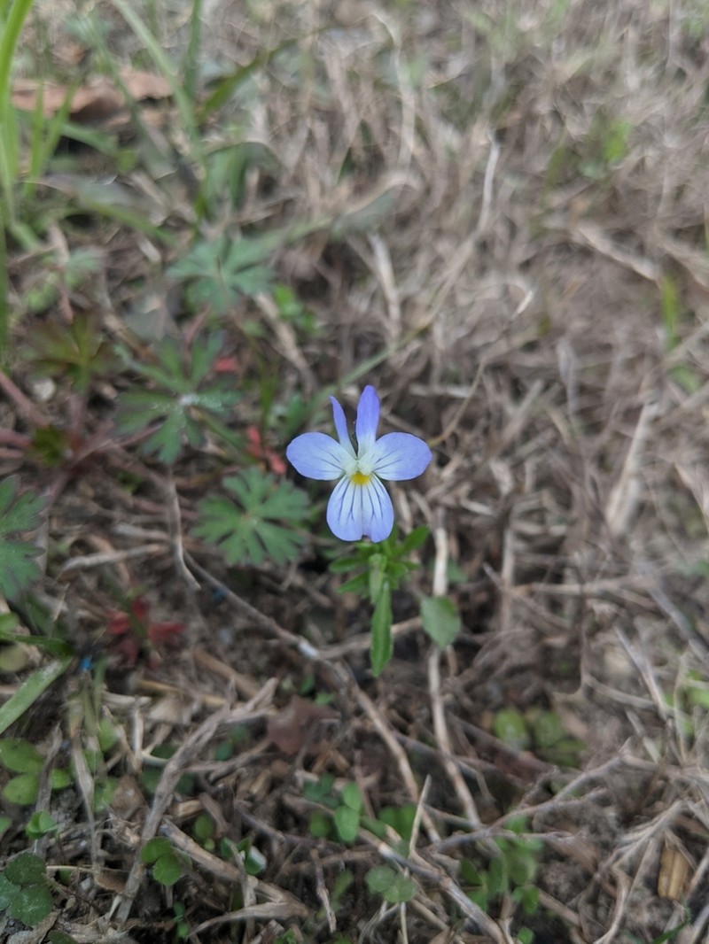 Viola rafinesquei photo 7