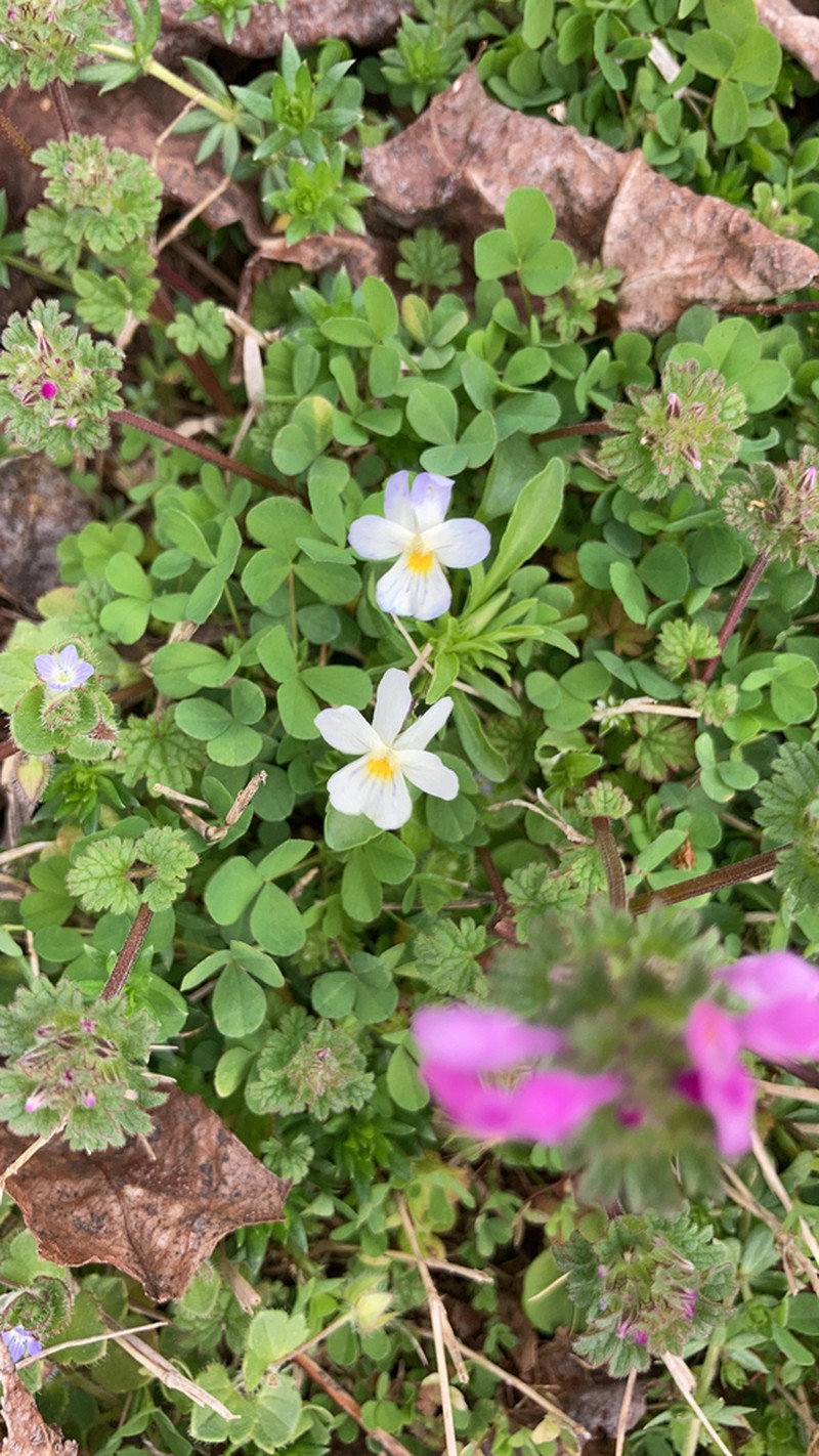 Viola rafinesquei photo 8