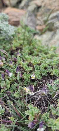 Viola rauliniana