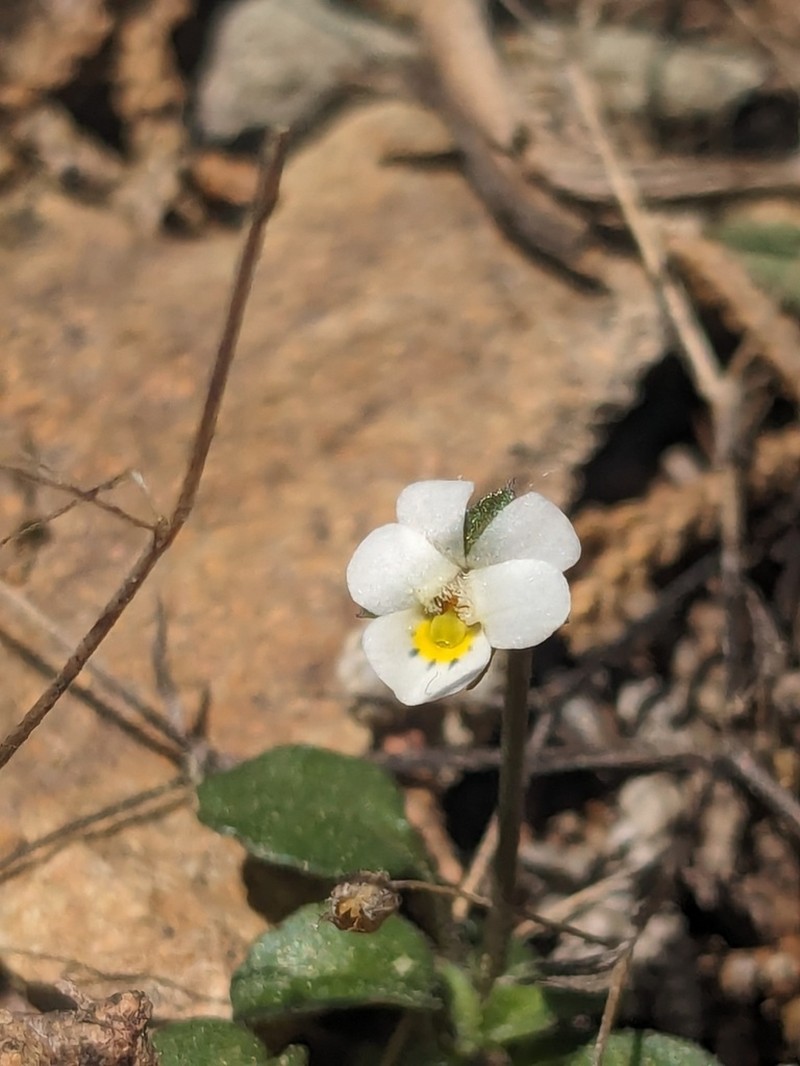 Viola rauliniana photo 2
