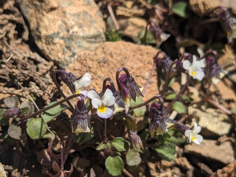 Viola rauliniana photo 3