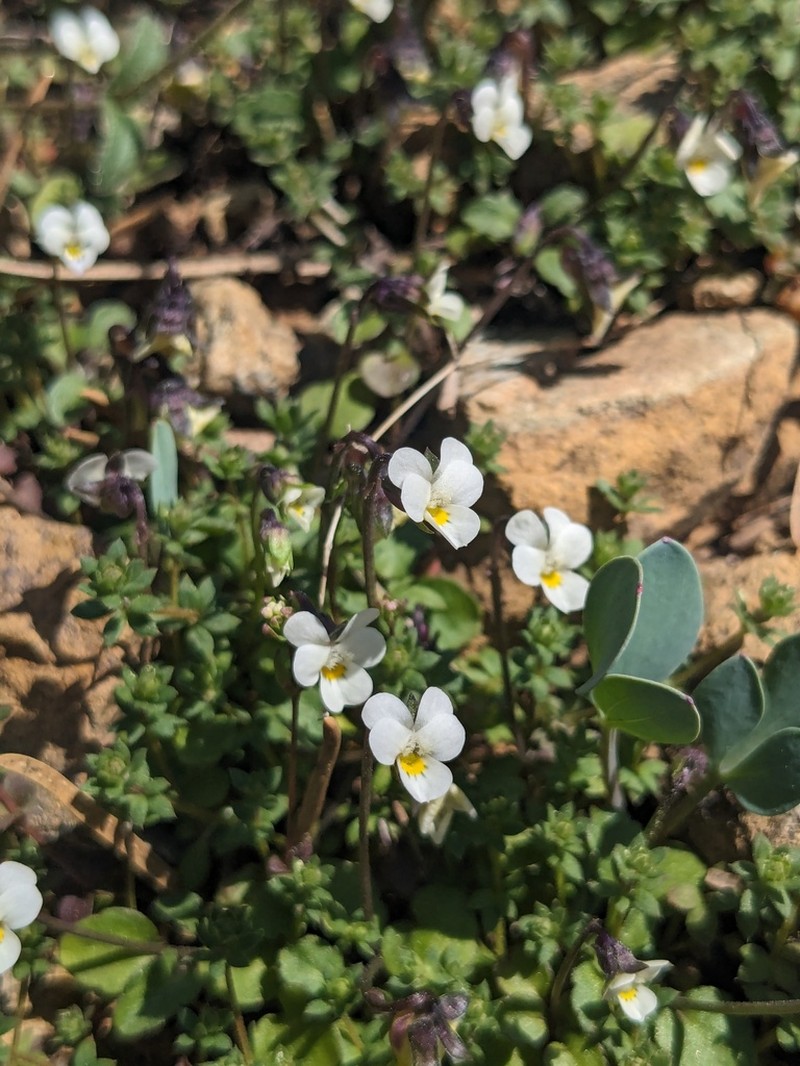Viola rauliniana photo 4