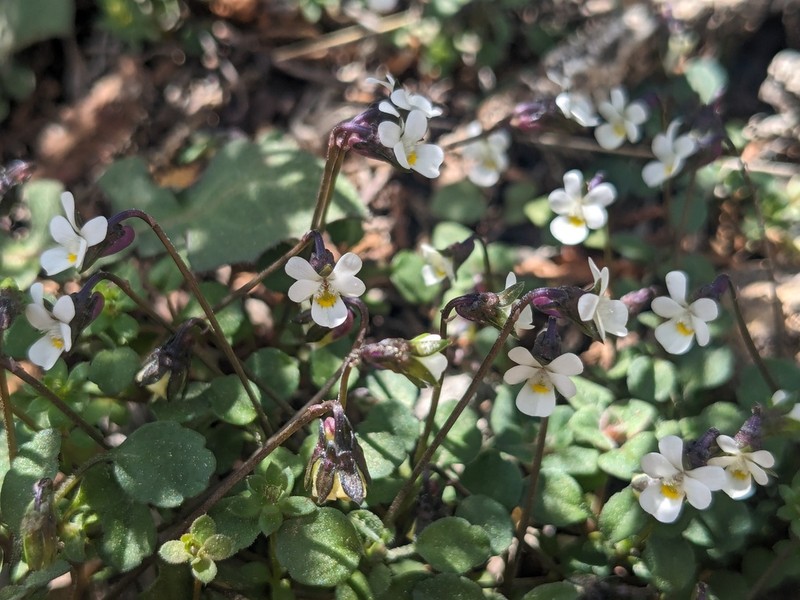 Viola rauliniana photo 5