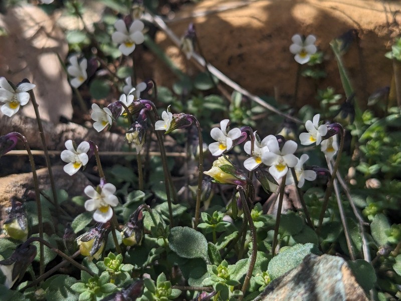 Viola rauliniana photo 7